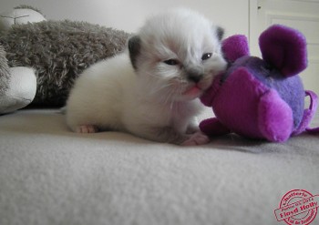 femelle  seal-mitted - 14 jours - Chatterie Ragdolls du Val de Beauvoir